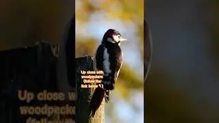 Woodpeckers up-close