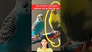 কোন লক্ষণগুলো দেখলে বুঝবে বাজরিগার পাখি খুব শীঘ্রই ডিম দেবে #budgies #breeding #viralshort #ytshorts