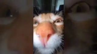 #fypシ