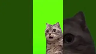 Confused looking cat meme- green screens by fairy #memes