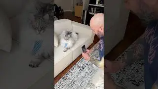 The way Cloud poses for his dad 🥹🥰 #cat #catlover #catparent #catsofyoutube #viral #shorts #gato