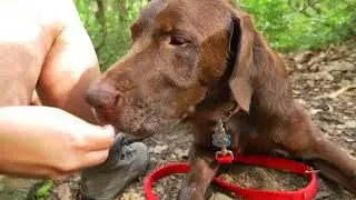 Dog Gear - Bag for Outdoor & Travel Activities