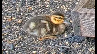 Scott Saves a Lost Duckling at BWHQ