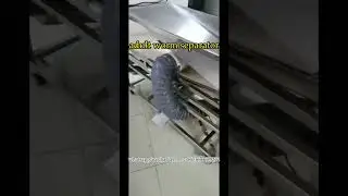 Live & dead adult mealworm separating machine for worms sorting #mealworm #mealwormfarm #sorting