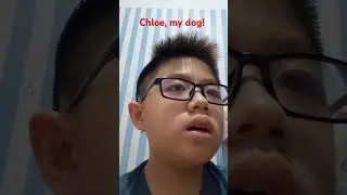 Introducing my dog, Chloe!