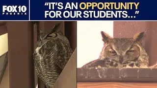 Owls at Arizona high school go viral thanks to webcam | FOX 10 Phoenix