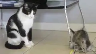 Due gatti fanno da cat-sitters alla pi&ugrave; piccola (HD)