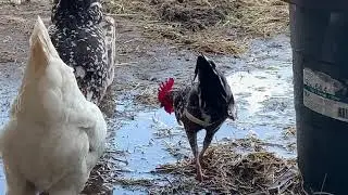 The Barn Noise Maker