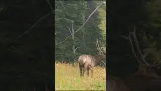 September is here #elkrut #elkhunt #buglingbulls
