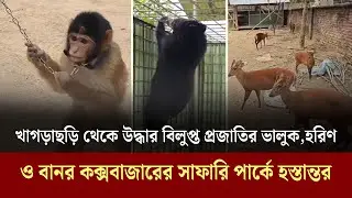 খাগড়াছড়ি থেকে উদ্ধার বিলু'প্ত প্রজাতির ভালুক, হরিণ ও বানর কক্সবাজারের সাফারি পার্কে হস্তান্তর