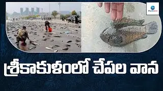 శ్రీకాకుళంలో చేపల వాన | Fish Rain In Srikakulam District | Ap | Weather | ZEE Telugu News