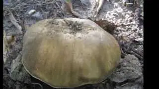 Boletus Aereo y Eduli, ejemplares maravillosos.