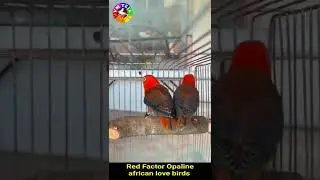 Red Factor Opaline African Love Birds