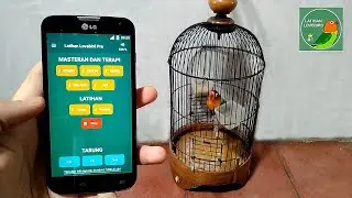 LOVEBIRD - Simulai Aplikasi terbaik untuk Melatih Kicau Burung Lovebird supaya Gacor dan Siap Lomba
