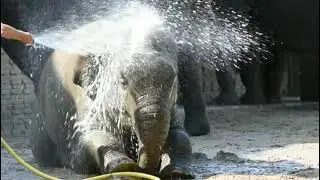 Baby Elephant Taking Bath | नहाते हुए हाथी का बच्चा |