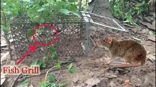 The Best Rat/mouse Trap In My Village - Creative Man Catch Rat Using Rat Trap