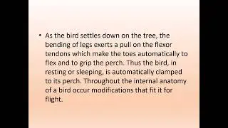 FLIGHT ADAPTATIONS IN BIRDS