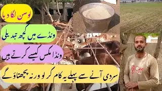 Goat Farming | Goat Feed Management | Vehari Goat Farm