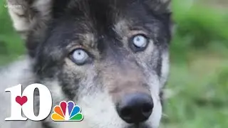 Take an inside look at a Tennessee wolf-dog sanctuary