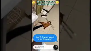 Esquilo fazendo cena dramática #viralshorts #foryou #viral #memes