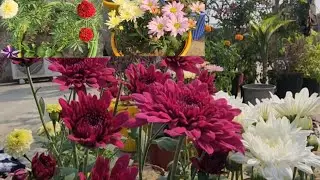 WINTER FLOWERING PLANTS लगाने का BEST IDEA  💡 Winter Gardening 