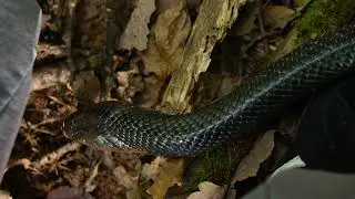Texas Indigo (Drymarchon melanurus erebennus) #snakes #snake #drymarchon #texasindigo