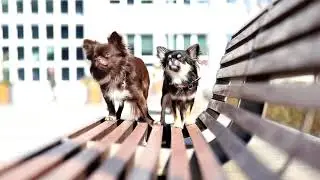 Cziłał & Chałka Chihuahua