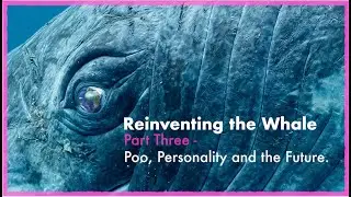 Reinventing the Whale - Part 3: Whales and the future | Whale and Dolphin Conservation