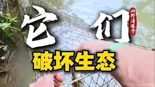 河道遭到严重破坏，清道夫的天敌到底是谁？