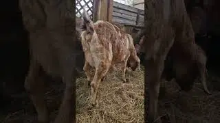 Я слежу за окотом коз!