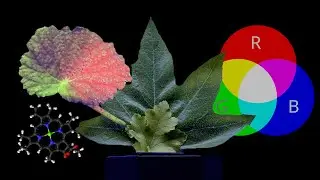 Green Leaves, Chlorophyll and Different Wavelengths of Light