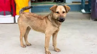 Home Street Home: Community Dog Project Nepal