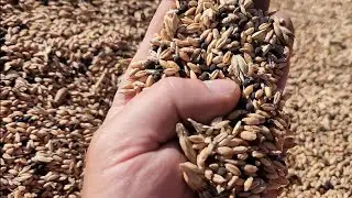 Second day of cleaning seed with the All-Crop 60