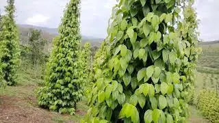 vườn tiêu giống nhà em trang