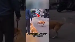This Dog Viral On Social Media❤️| #shorts #ytshorts #dog