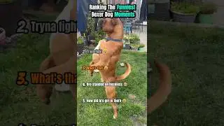 Ranking The Funniest Boxer Dog Moments 😂