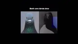Greek Bird  | PSL GODS | #shorts #edit #transformation #psl8 #birds