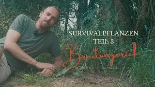 Survivalpflanzen | Essbare Wildpflanzen - Breitwegerich