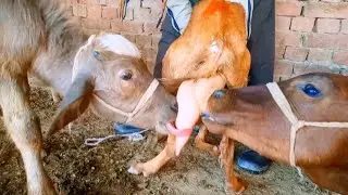 Calf and buffalo Baby Drinking Goat Milk 😋