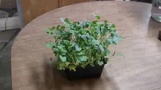 GSM Solutions - Macro Greens