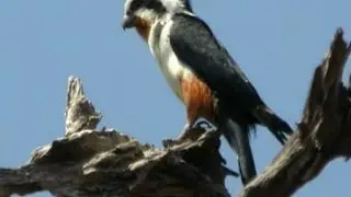 Bagan's rare birds need protection