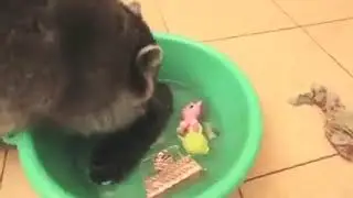 video mungkin diia tau alamat web mungkin tau esms dari orang