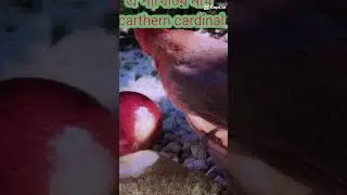 Carthern carbinal💥 #youtubeshorts #birds #bdbird #birdsloverbasirhat #birdslover #birdking