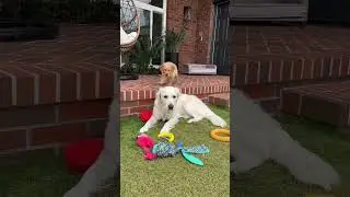 My Dog's Life Struggles!