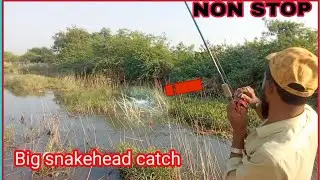 NON STOP ATTACKING snakehead fish || Snakehead fishing #fishingtips #snakeheadhunting  