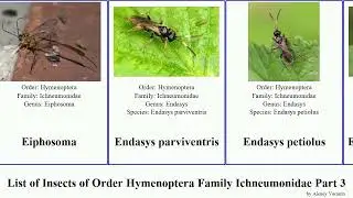List of Insects of Order Hymenoptera Family Ichneumonidae Part 3 epirhyssa enicospilus degithina