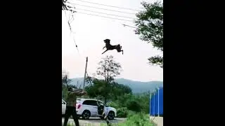 Dog Training Science and Nature #shorts