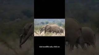 Chill Out with ASMR Elephants Facts | Quick & Peaceful #shorts