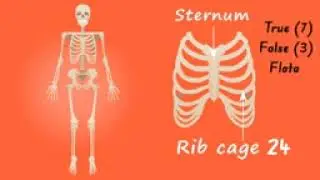Bones of human body 206 haddiyan human body read Hindi#trending #video