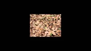 Moving Leaves